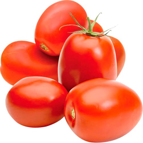 Tomato hybrid