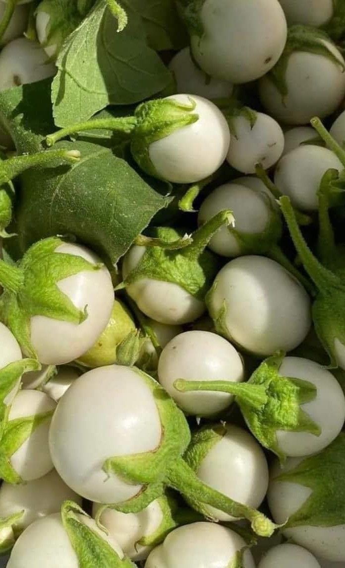 brinjal white