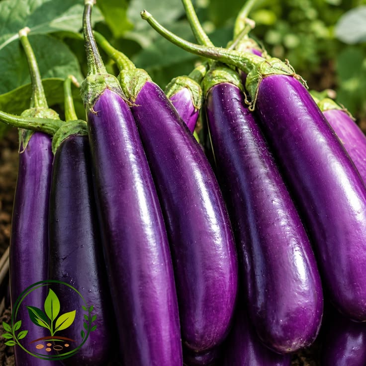 brinjal large