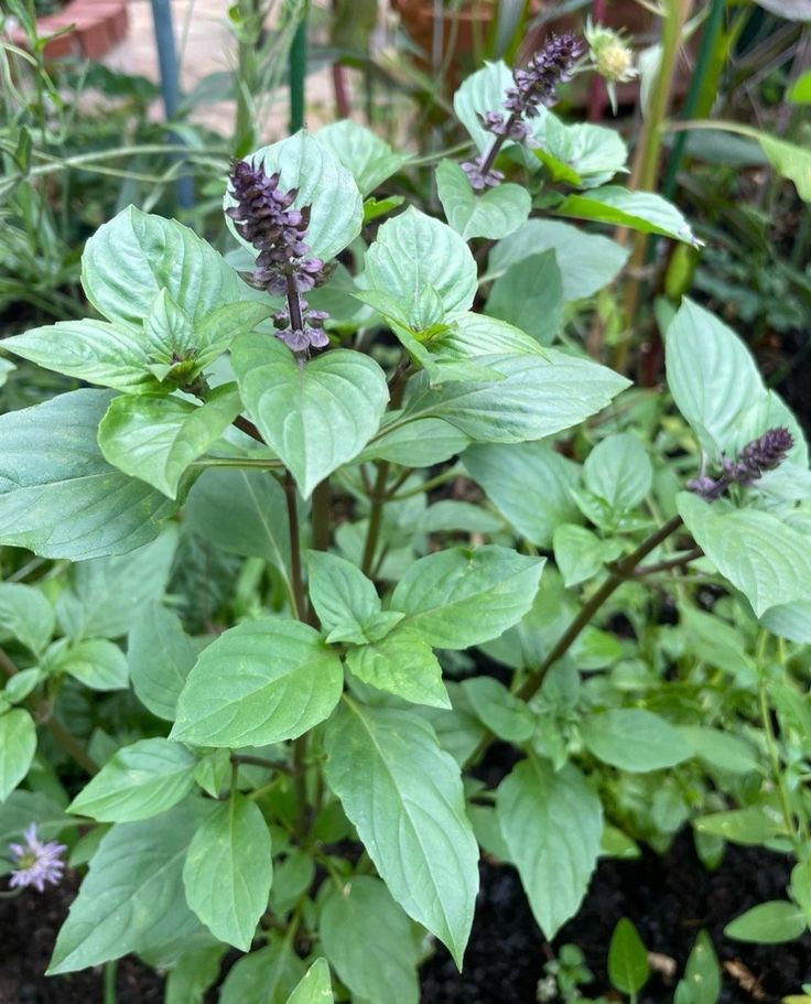 Basil