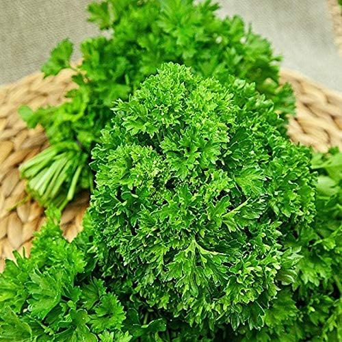 Parsley