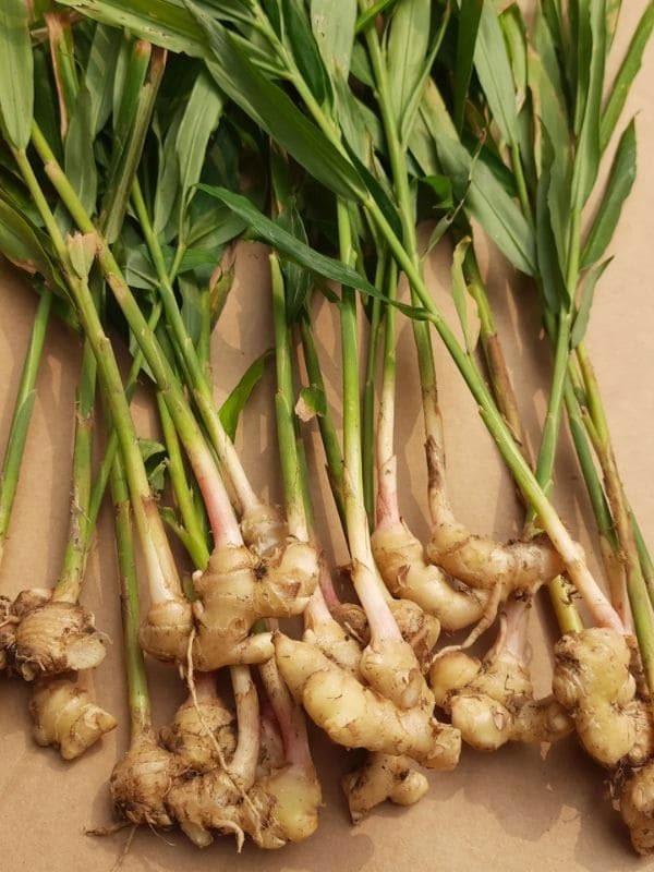 Thai Ginger