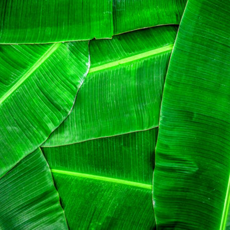 Banana Leave